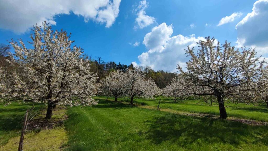 železné hory sad semtěš opt